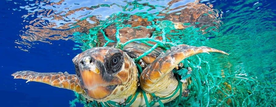 Salvare i nostri mari dalla plastica